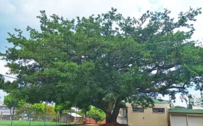 Entre a fragilidade e a esperança: o jeito Franciscano educar