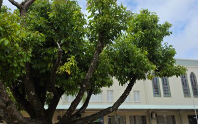 Mensagem aos Educadores Franciscanos para o dia 15 de outubro de 2026